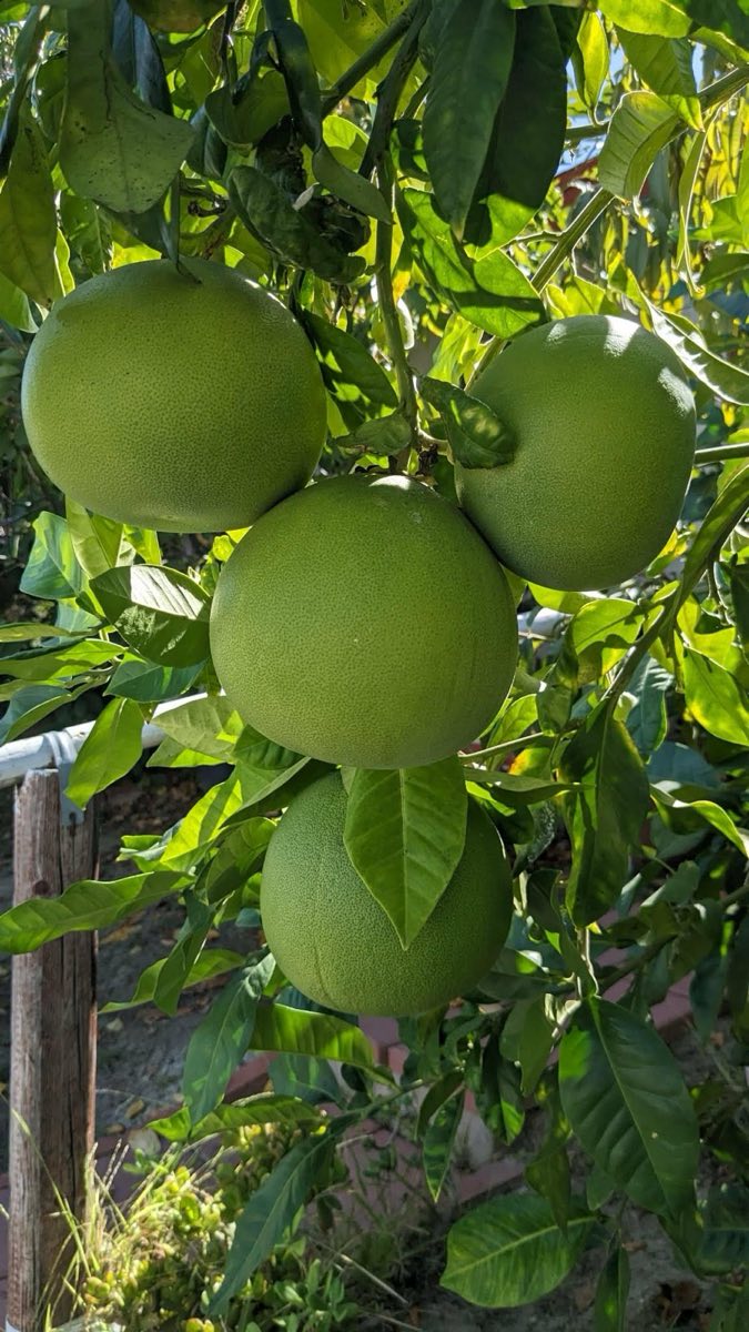 Pomelos on the Tree