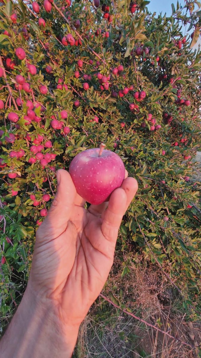 Backyard Apple Harvest