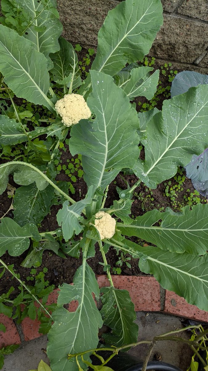 Cauliflower