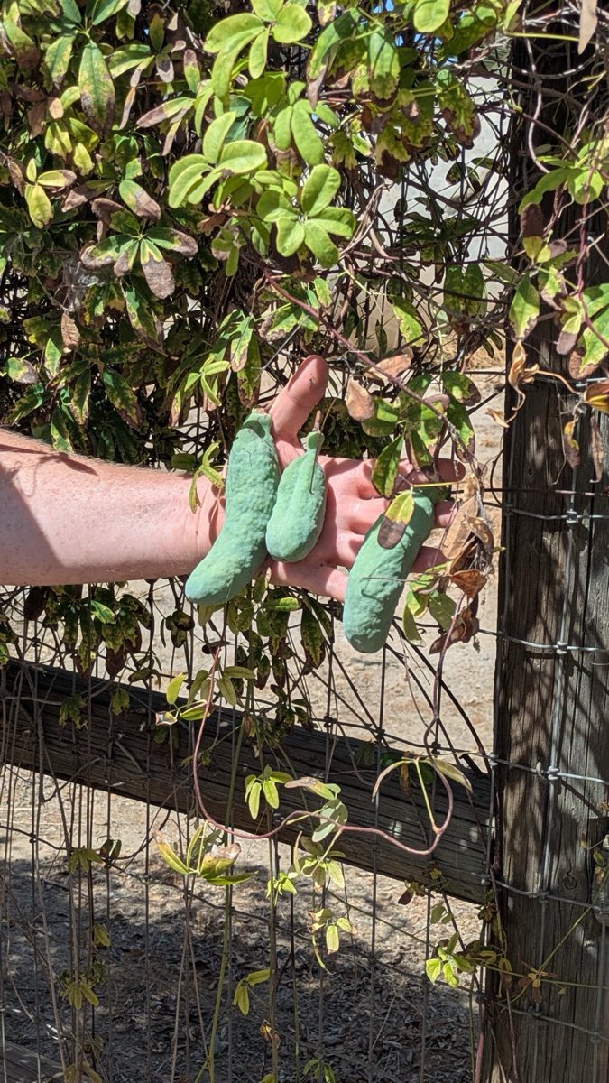 Akebia Fruit, Murray Tour