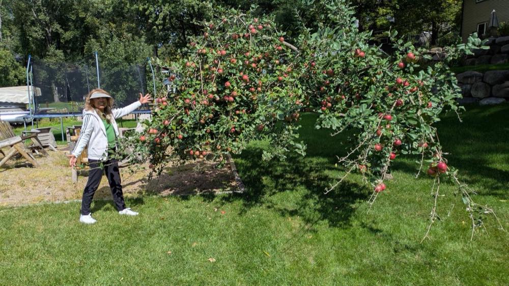 Apple Tree Pruned for Easy Harvest