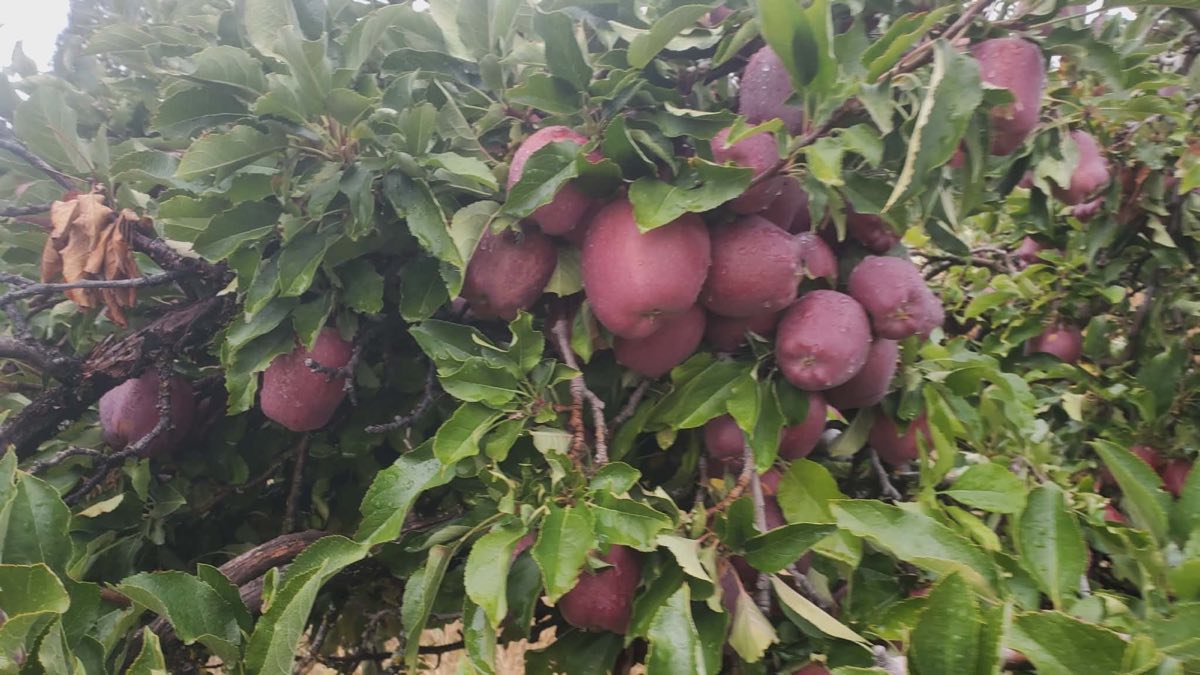 Apples