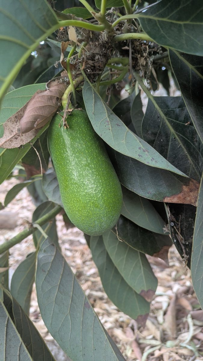 Seedless Cuke Avocado!