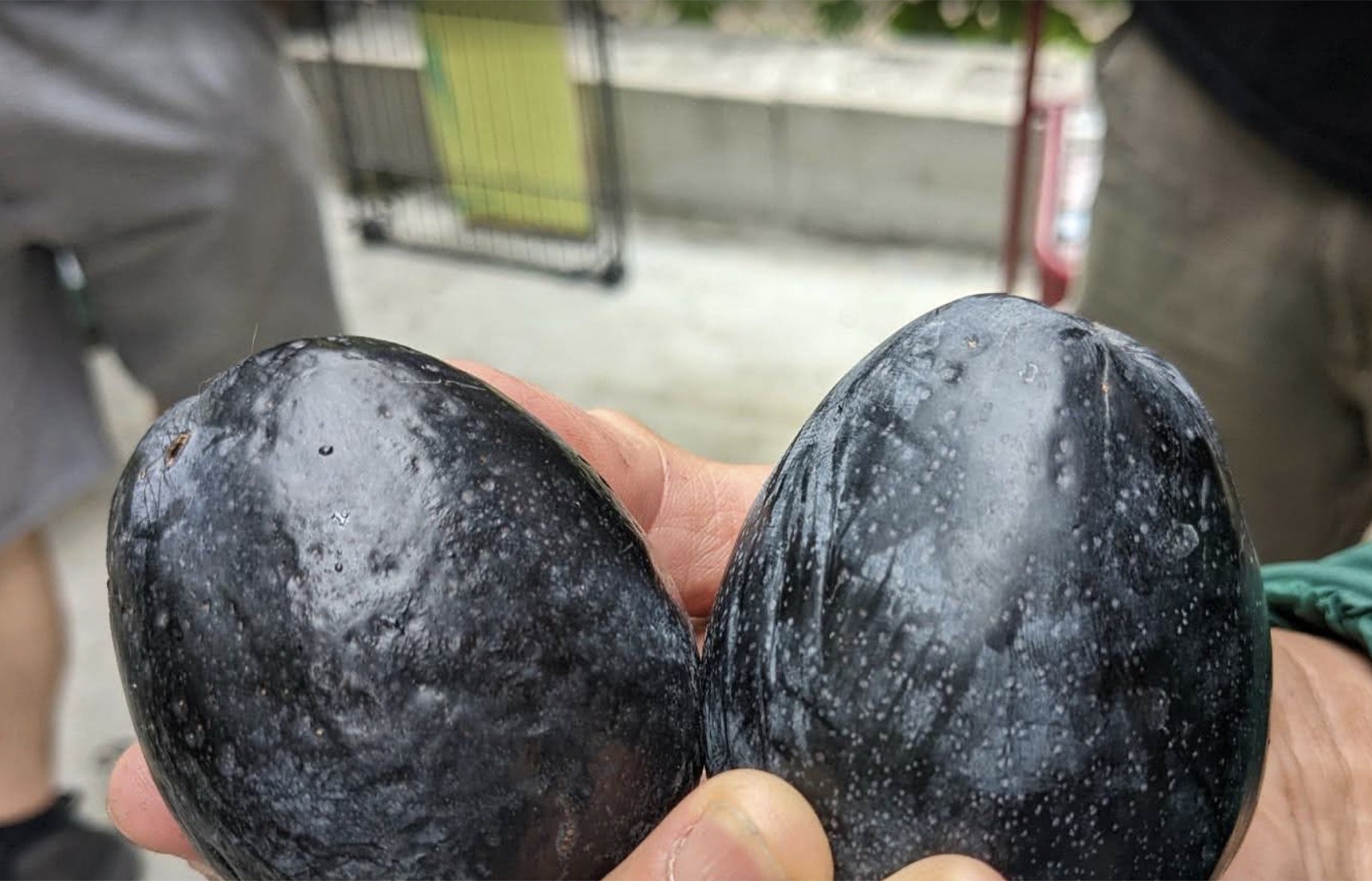 Mexicola Avocados (Edible Skin!)
