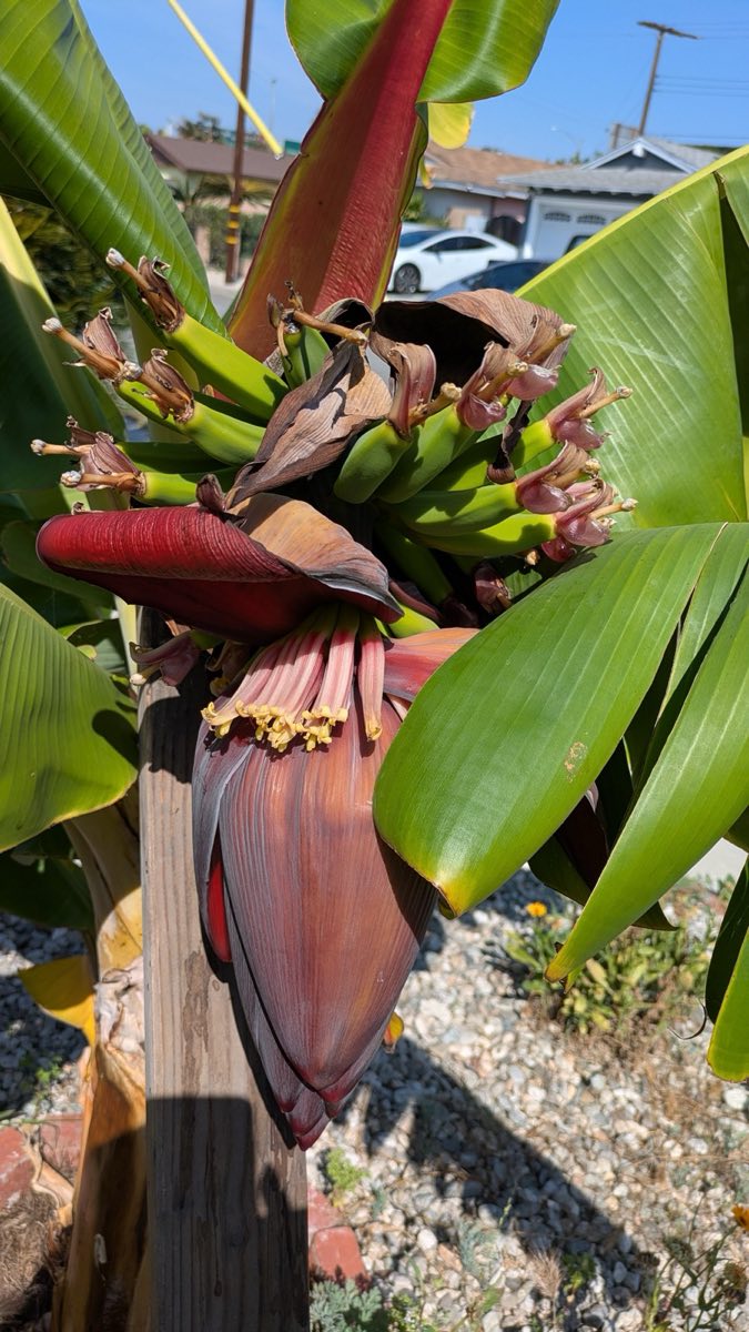 Banana Bunch and Flower