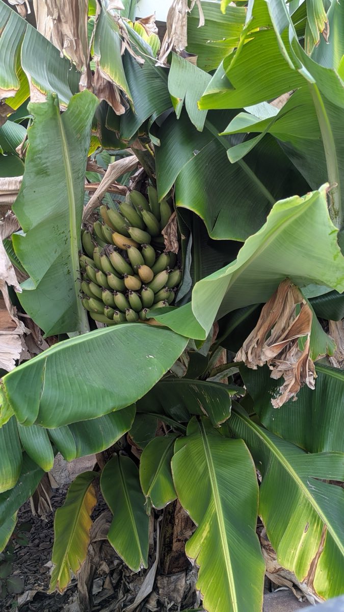 Large Banana Bunch