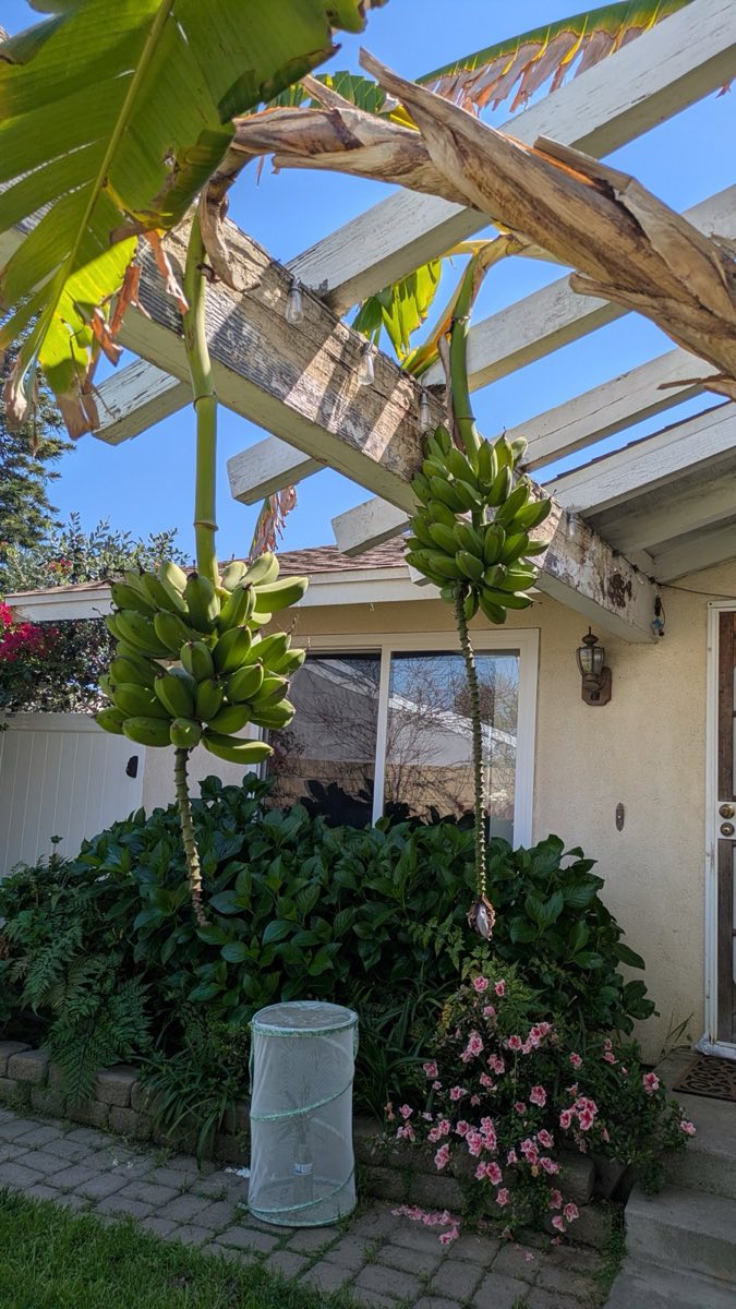 Suburban Bananas