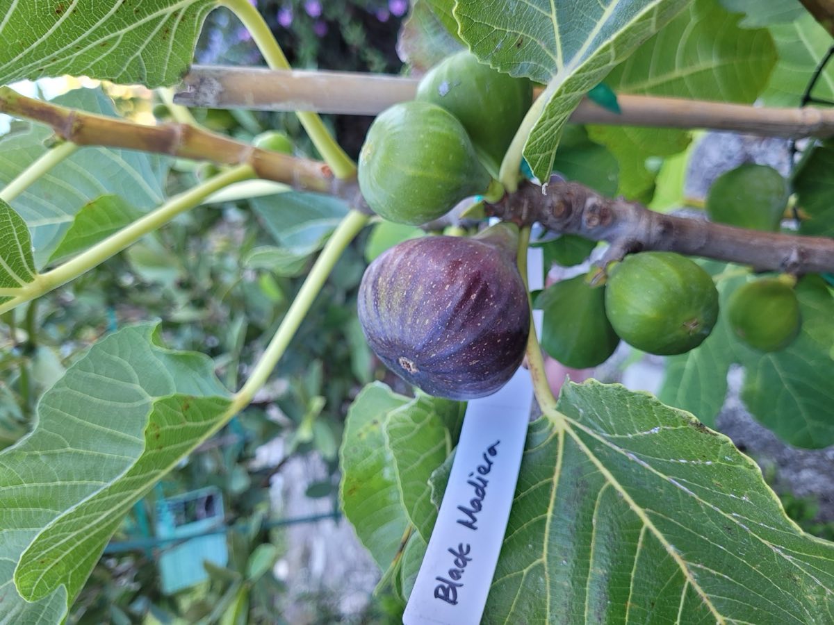 PV-grown Black Madeira Fig