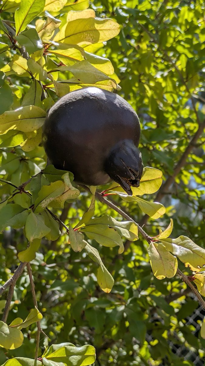 Black Pomegranate, Murray Tour