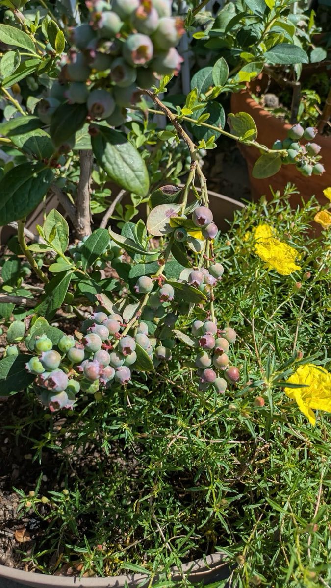 Blueberries
