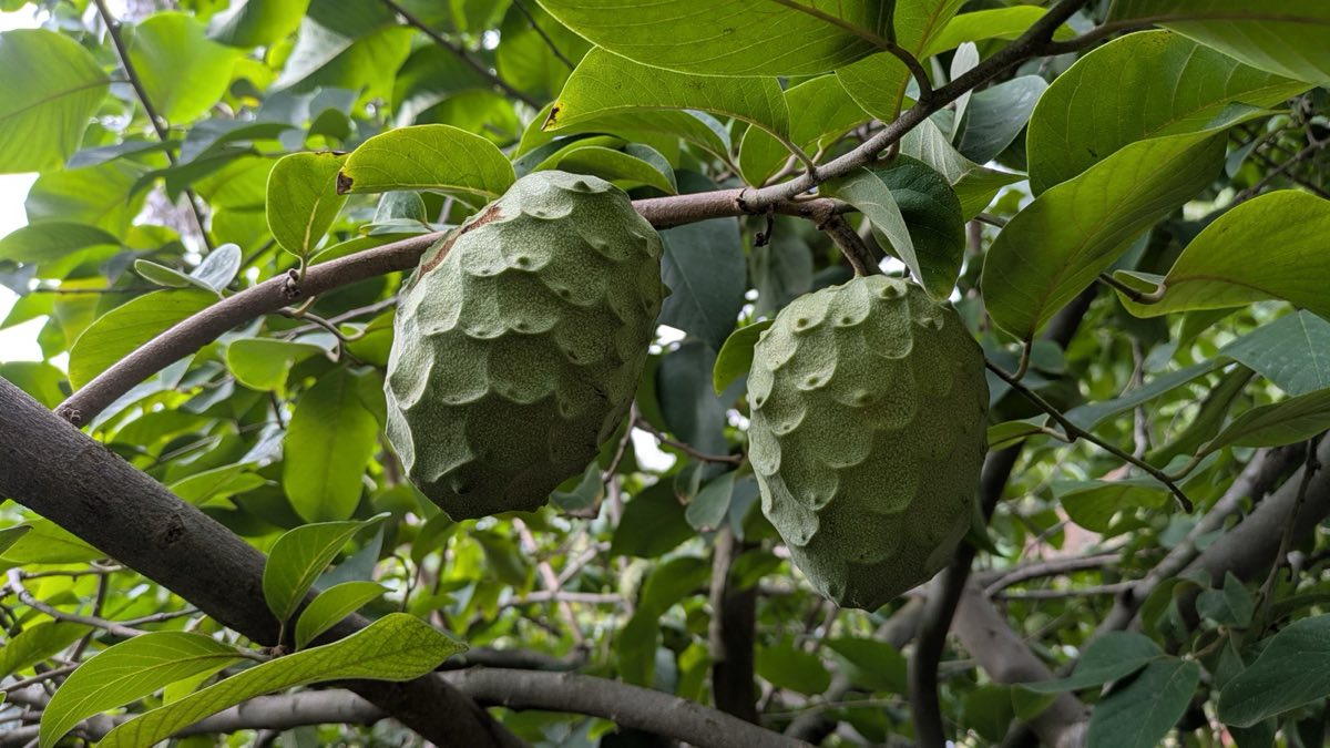 Booth Cherimoya (Jud Welcher)