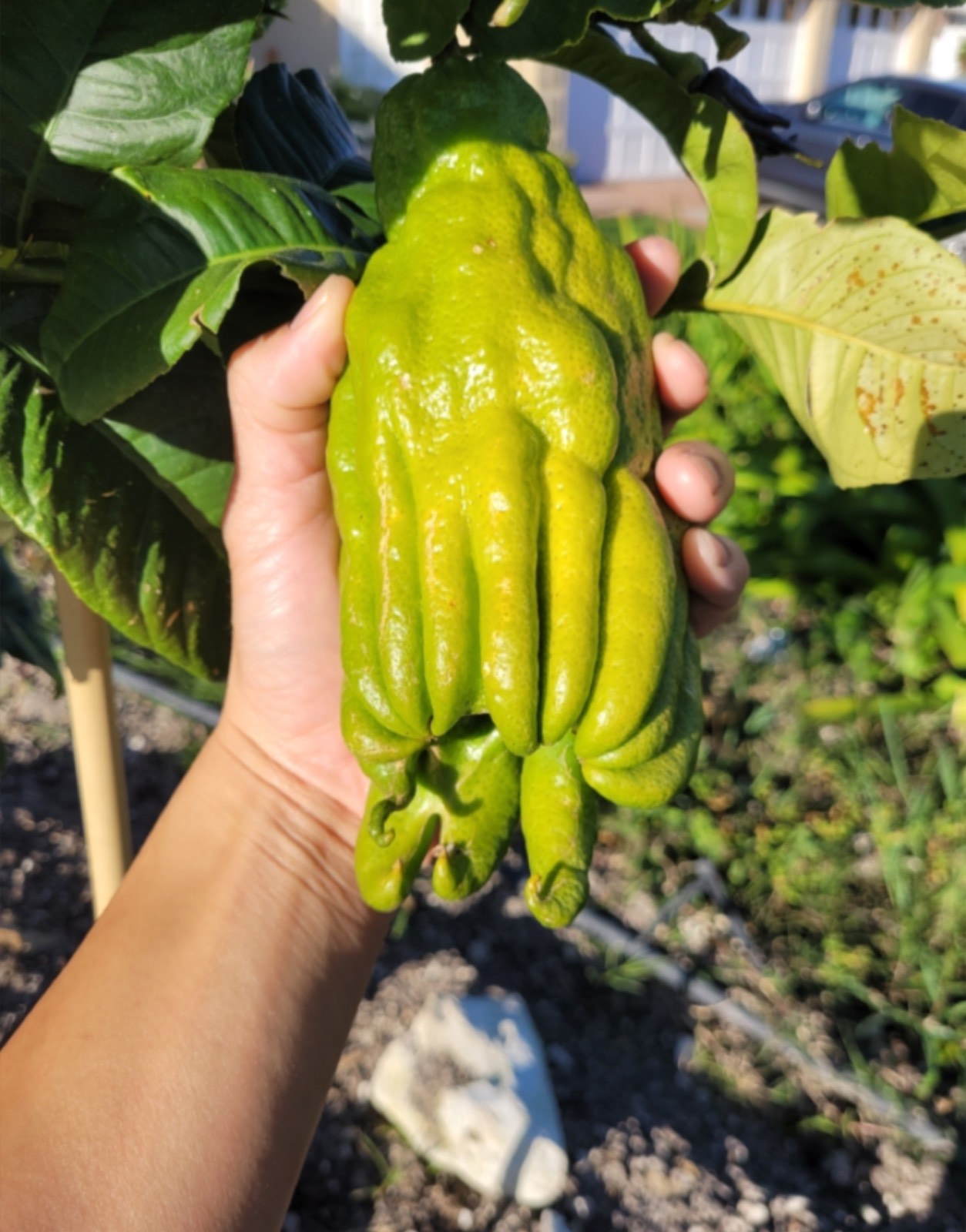 More Buddha's Hand