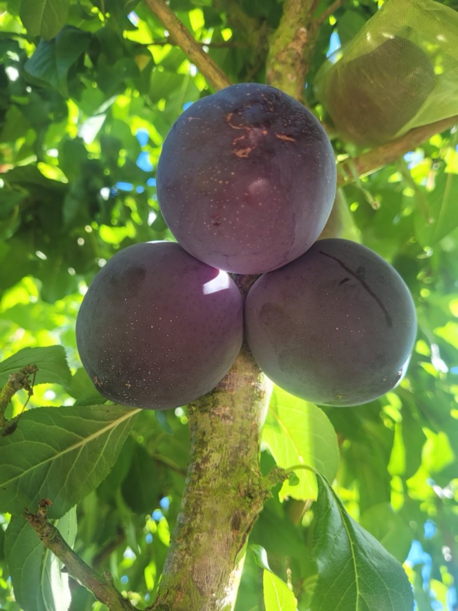Burgundy Plum