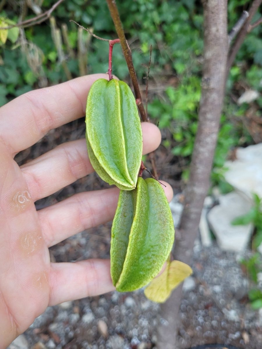 Carambola (Star Fruit)