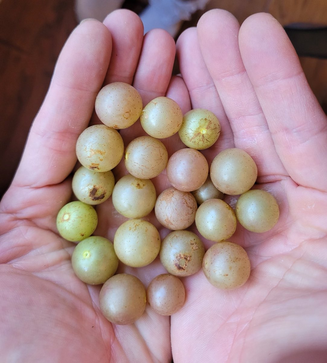 PV-grown Carlos Muscadine Grapes