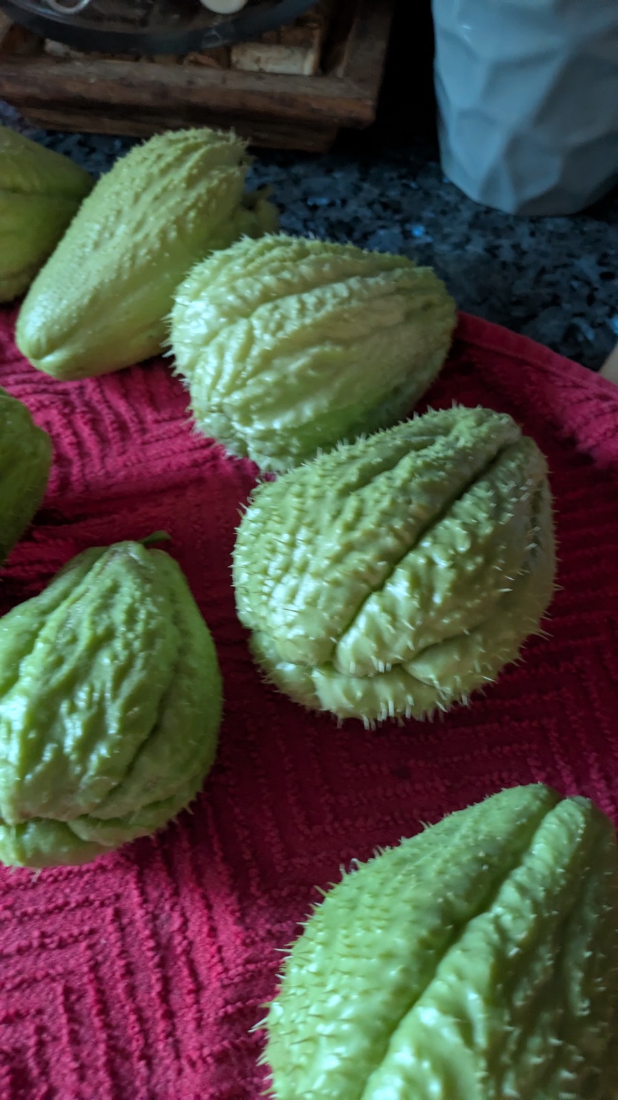 Chayote (Judy Daley)