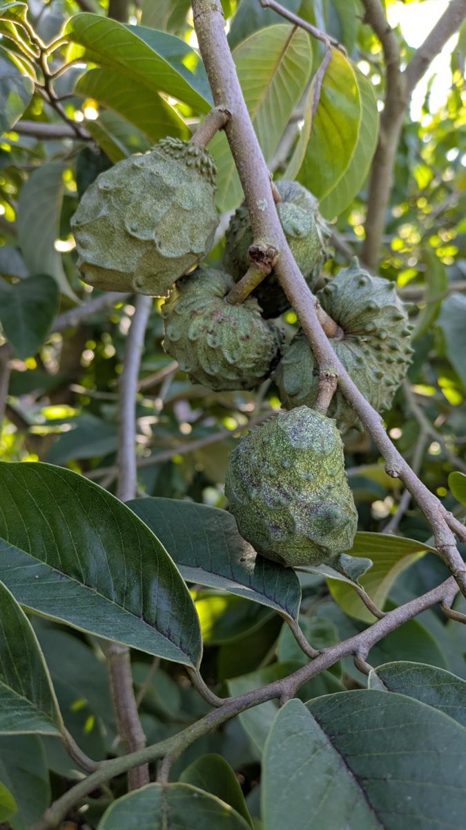 Cherimoya at South Coast Botanic Garden