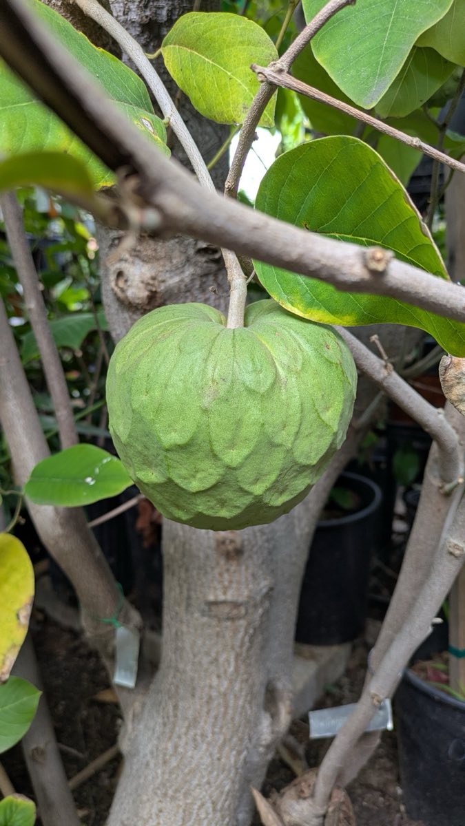 Cherimoya (Frank Wagoner)