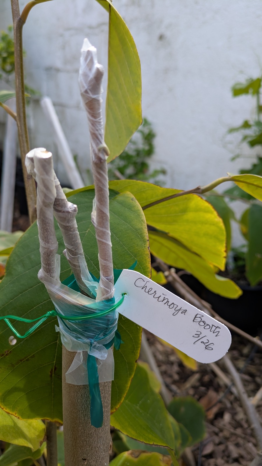 Cherimoya Grafts