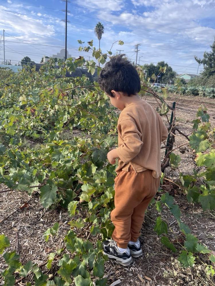 Observing grape leaves