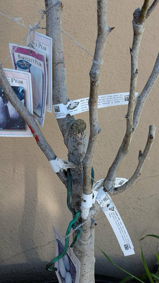 Cocktail Tree