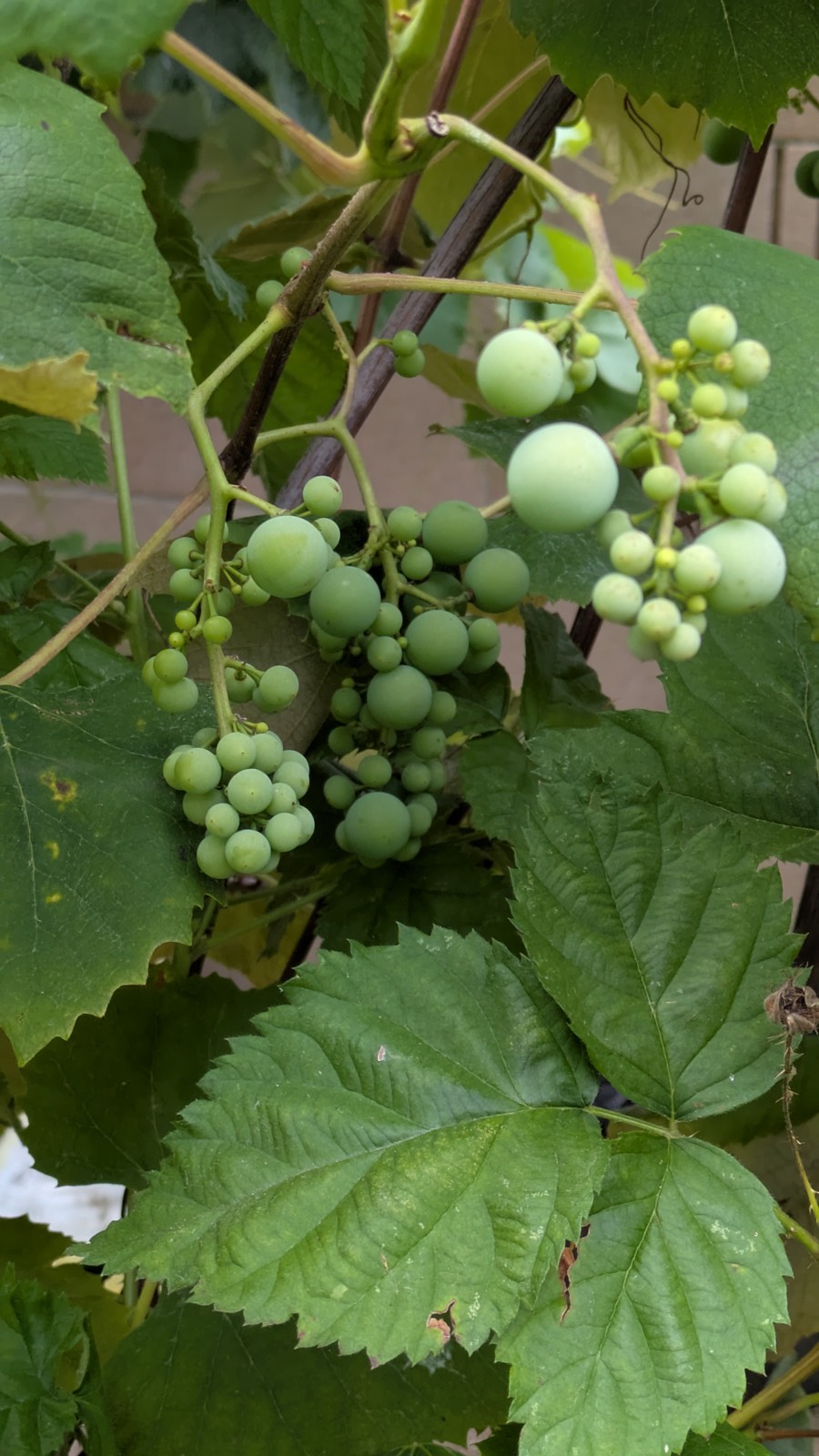 Concord Grapes