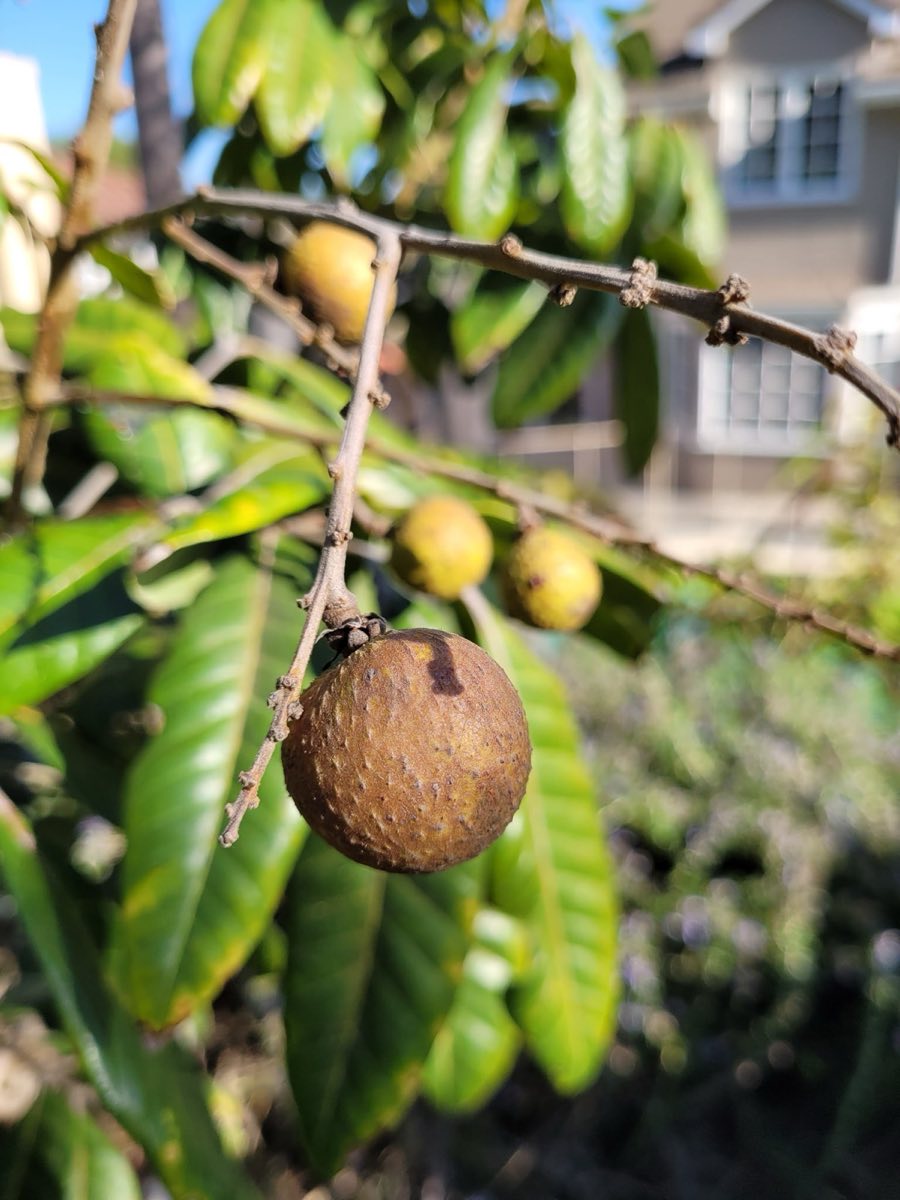 PV-grown Dragon Eye Longan