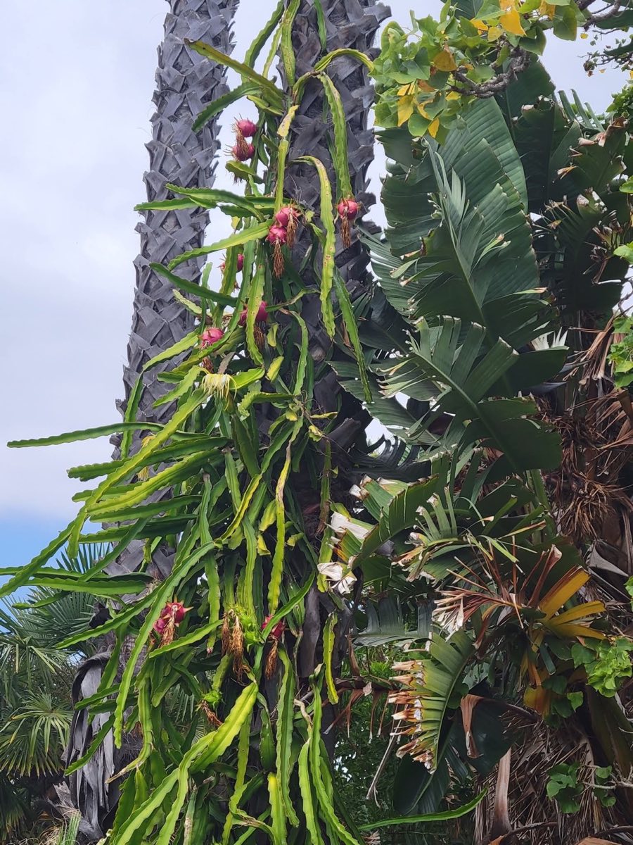 Dragon Fruit