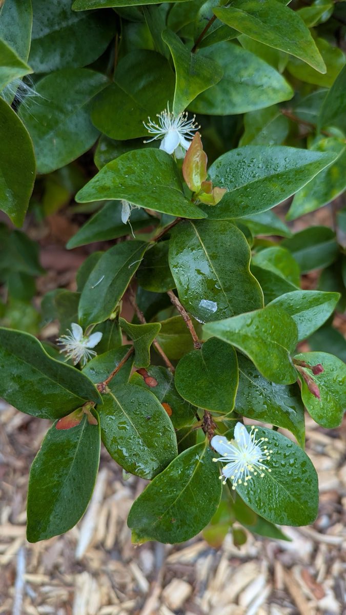 Eugenia