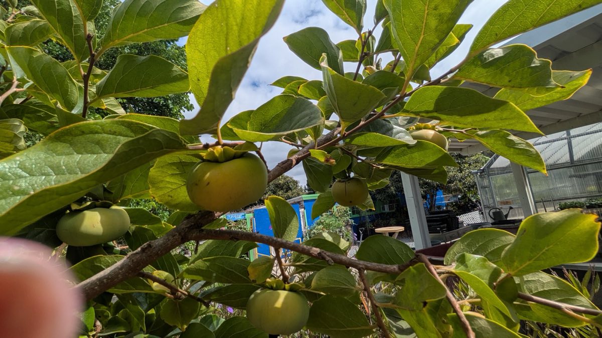 Fuyu Persimmon