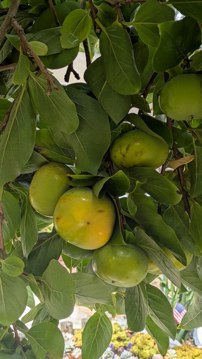 Fuyu Persimmon