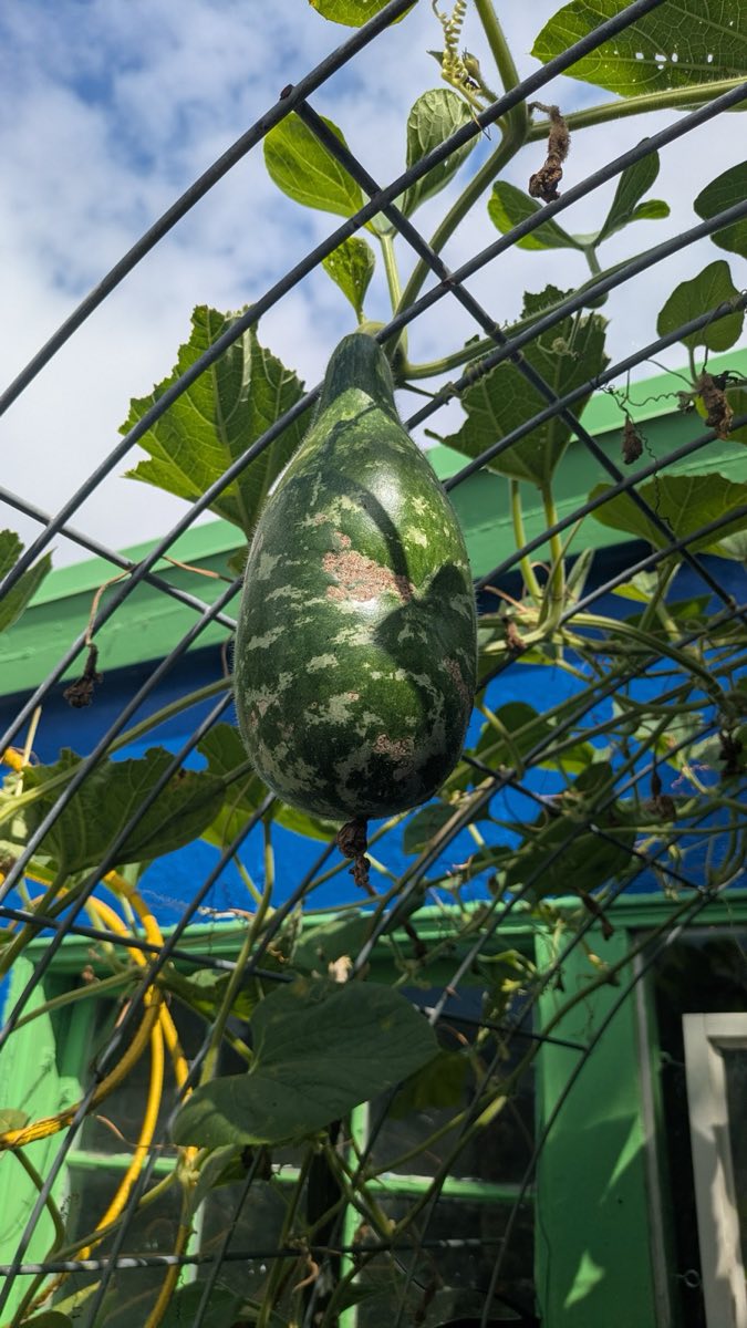 Special Gourd
