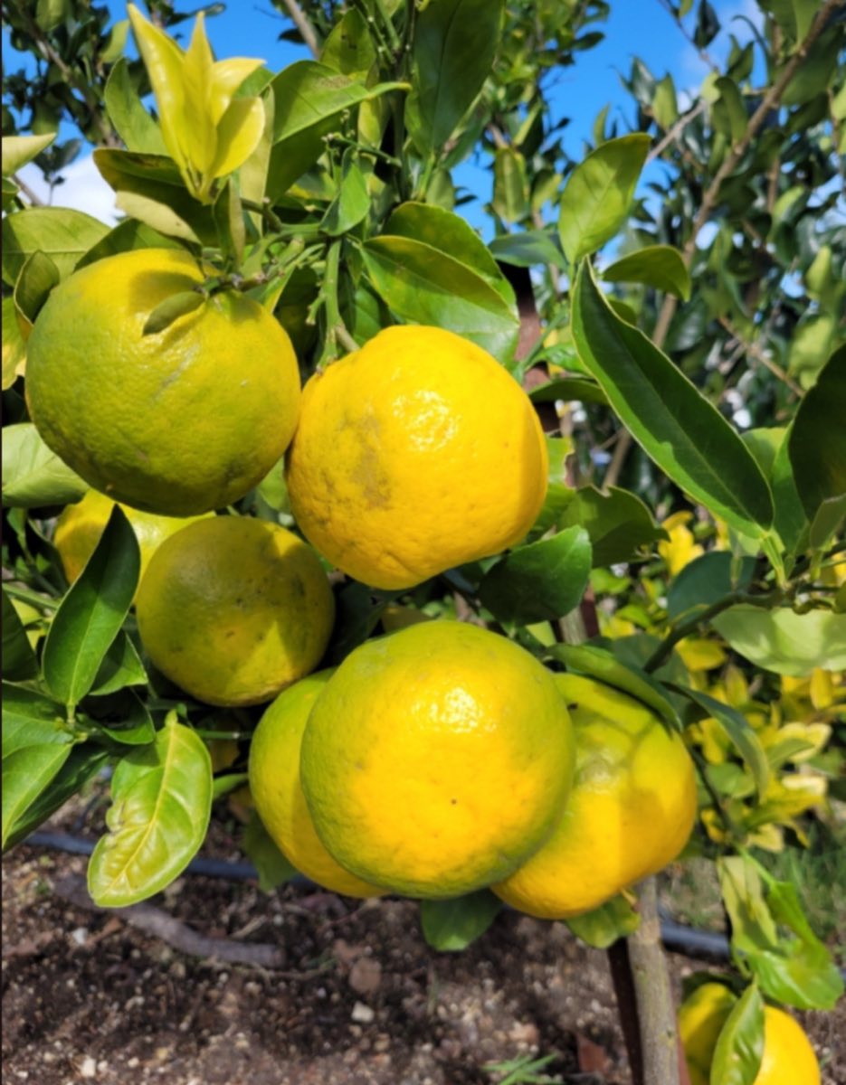 Grapefruit Cocktail Tree