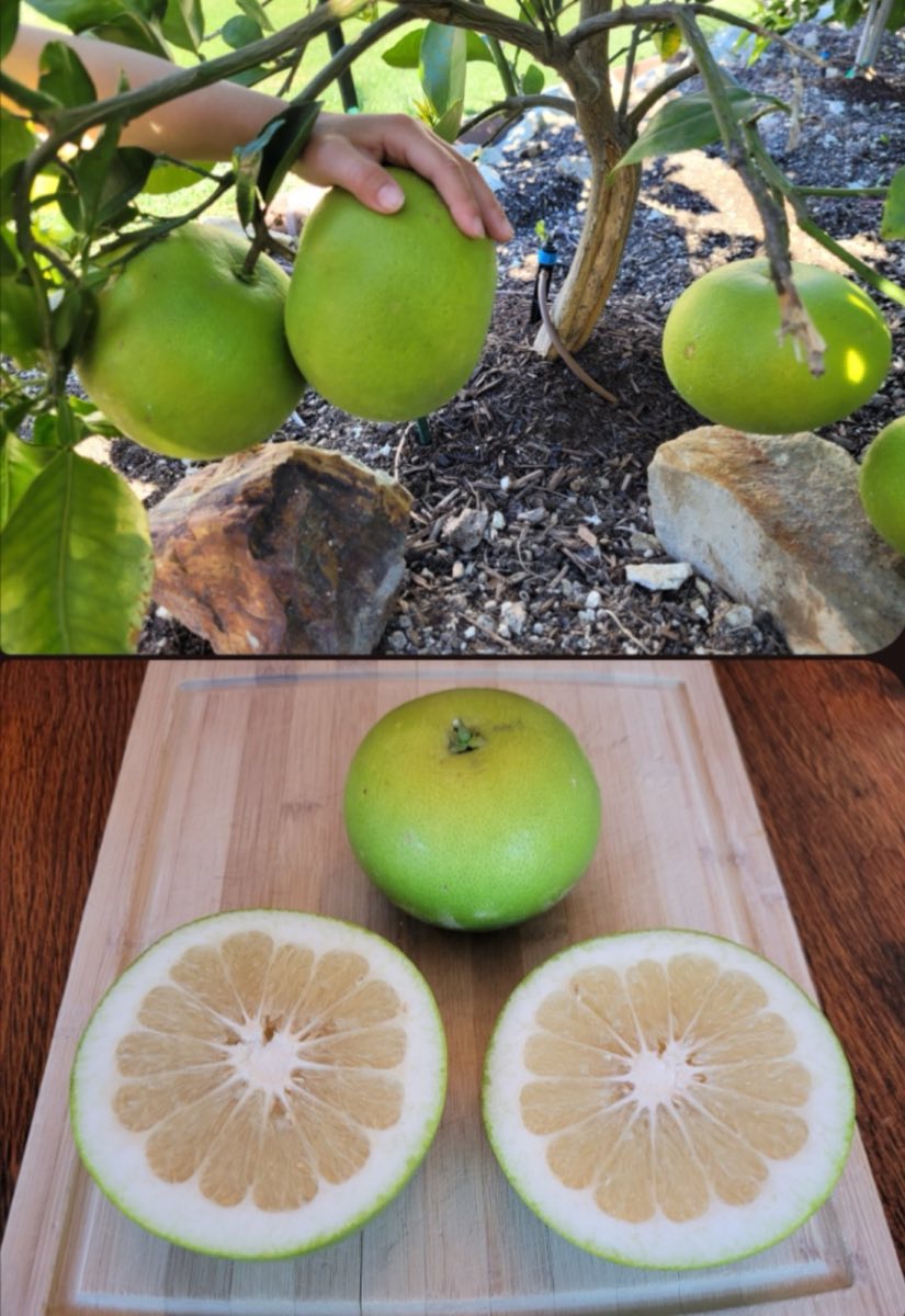 Oroblanco Grapefruit
