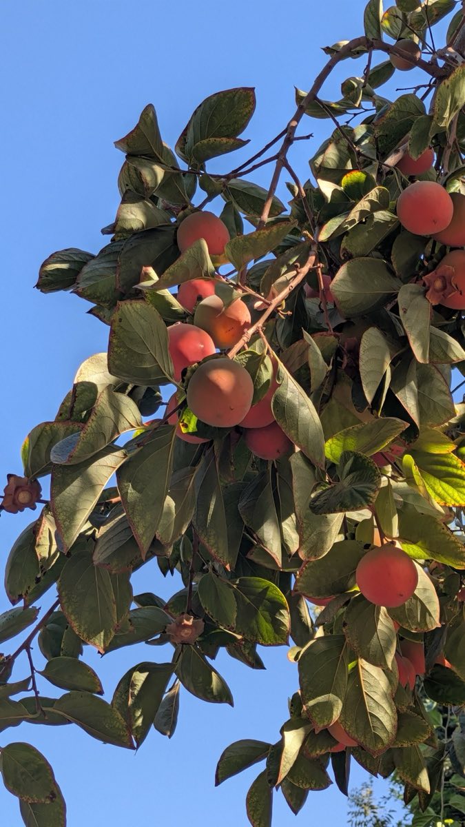 Hachiya Persimmons