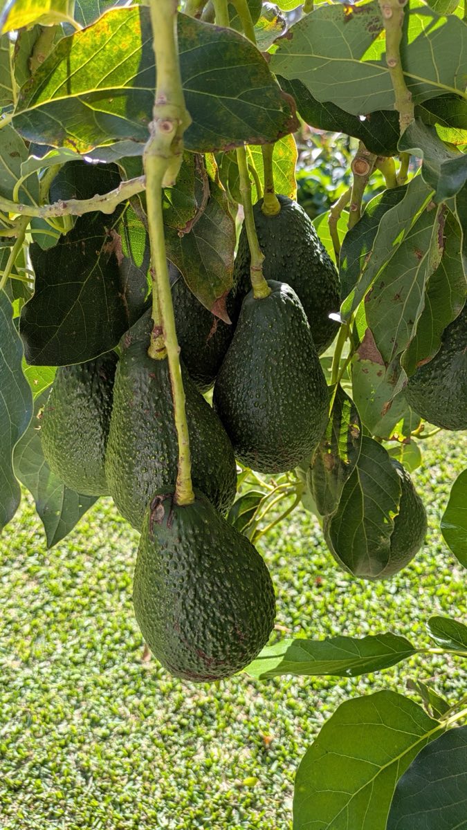 Hass Avocado (Sandra Amezquita)