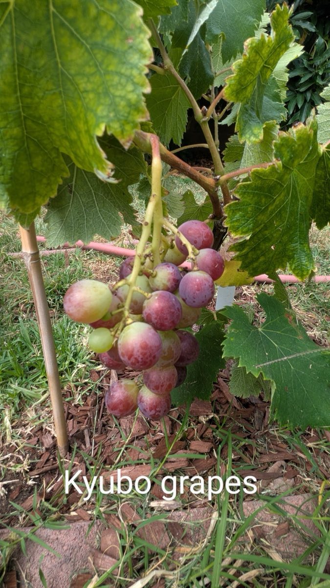 Kyoho Grapes
