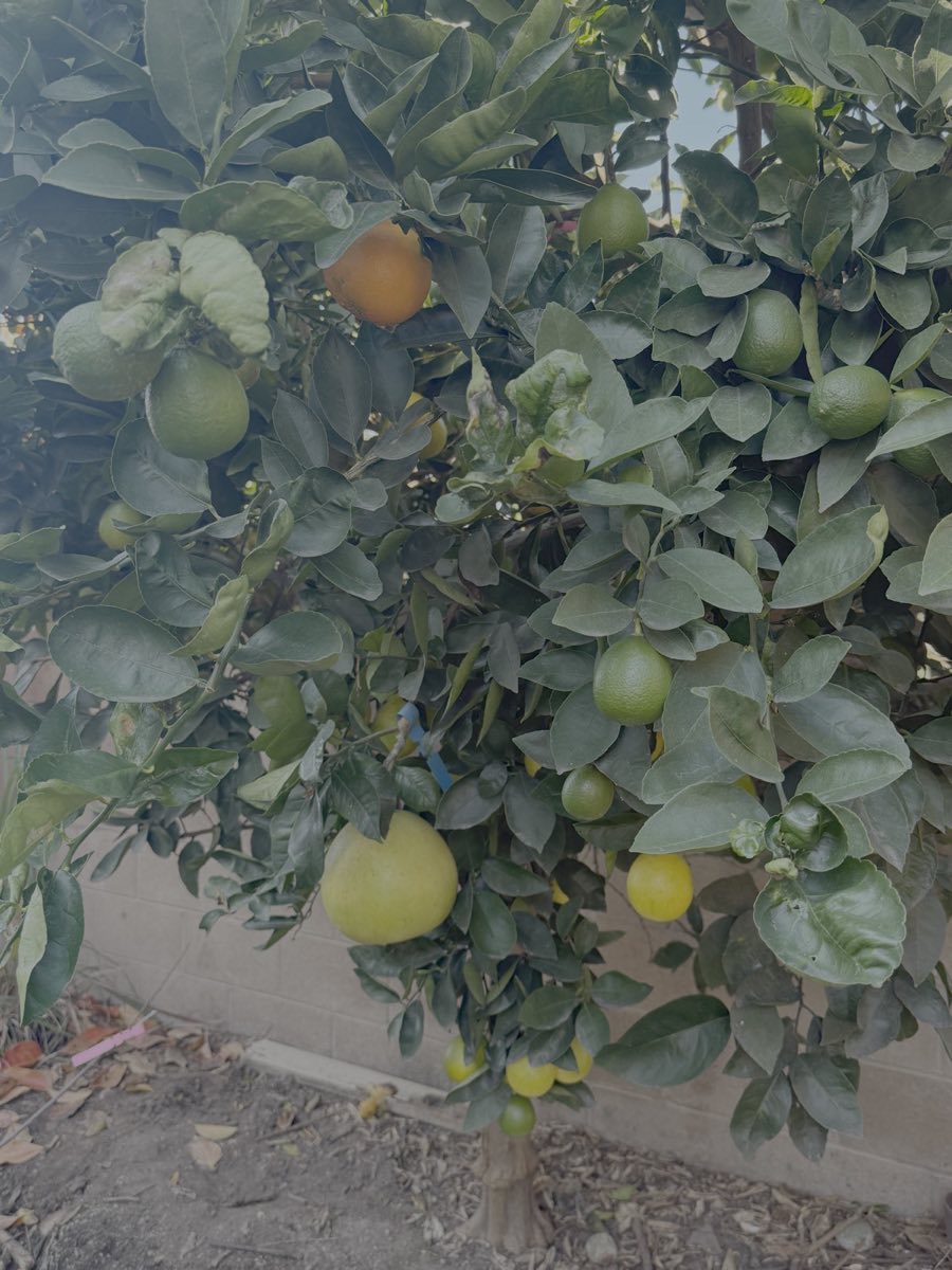 Tahitian Pumelo and Tangelo grafted on Lime Tree