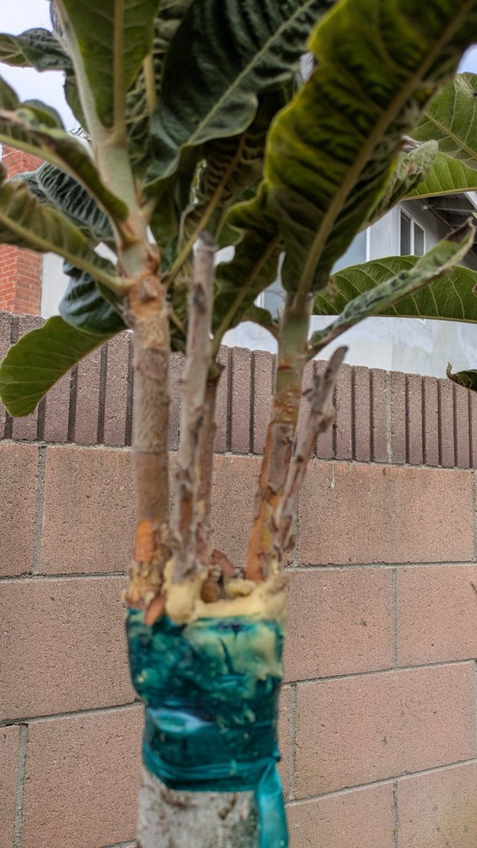 Loquat Grafts