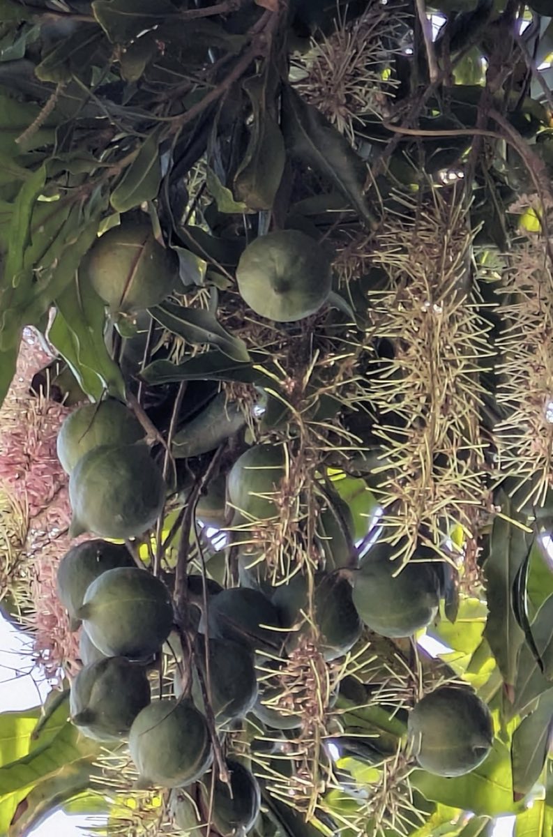 Macadamia
