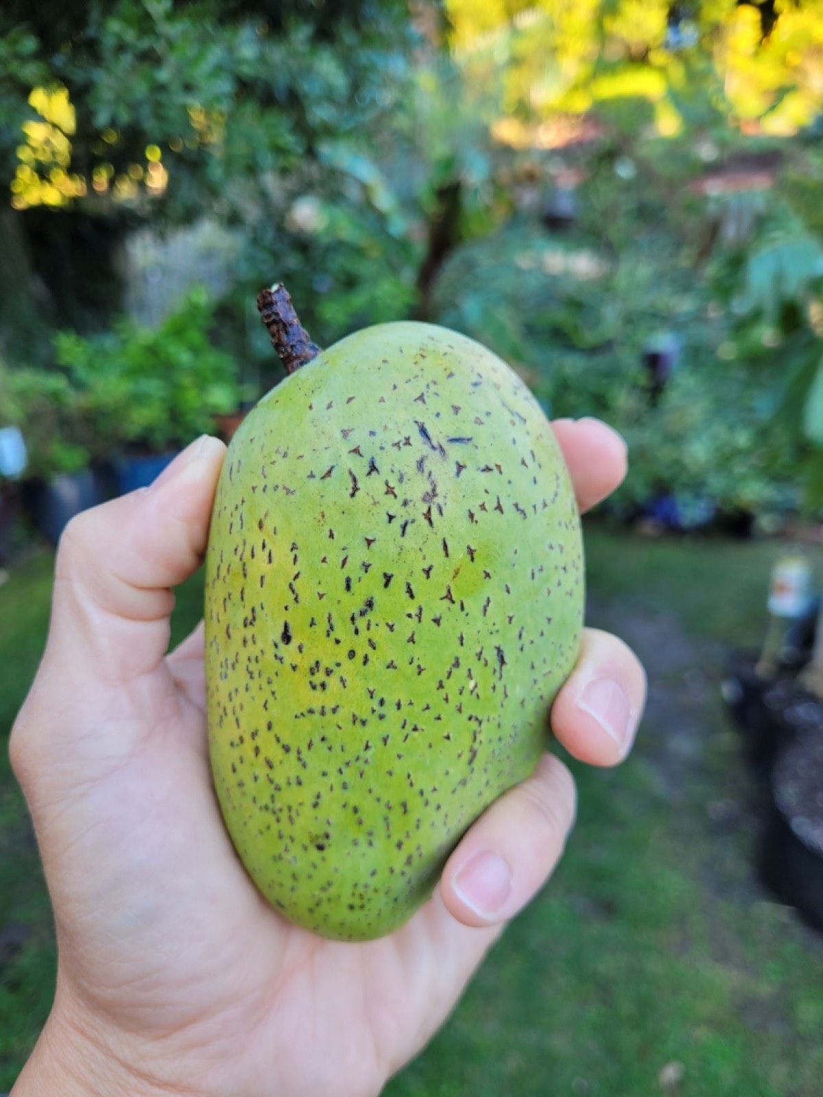 Palos Verdes Grown Mango