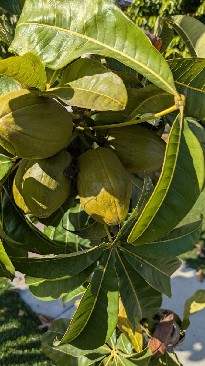 Malabar Chestnut