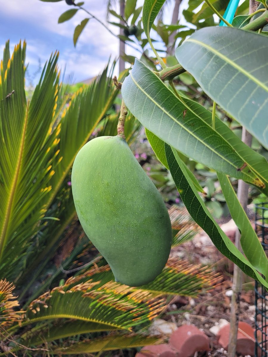 PV-grown Mallika Mango