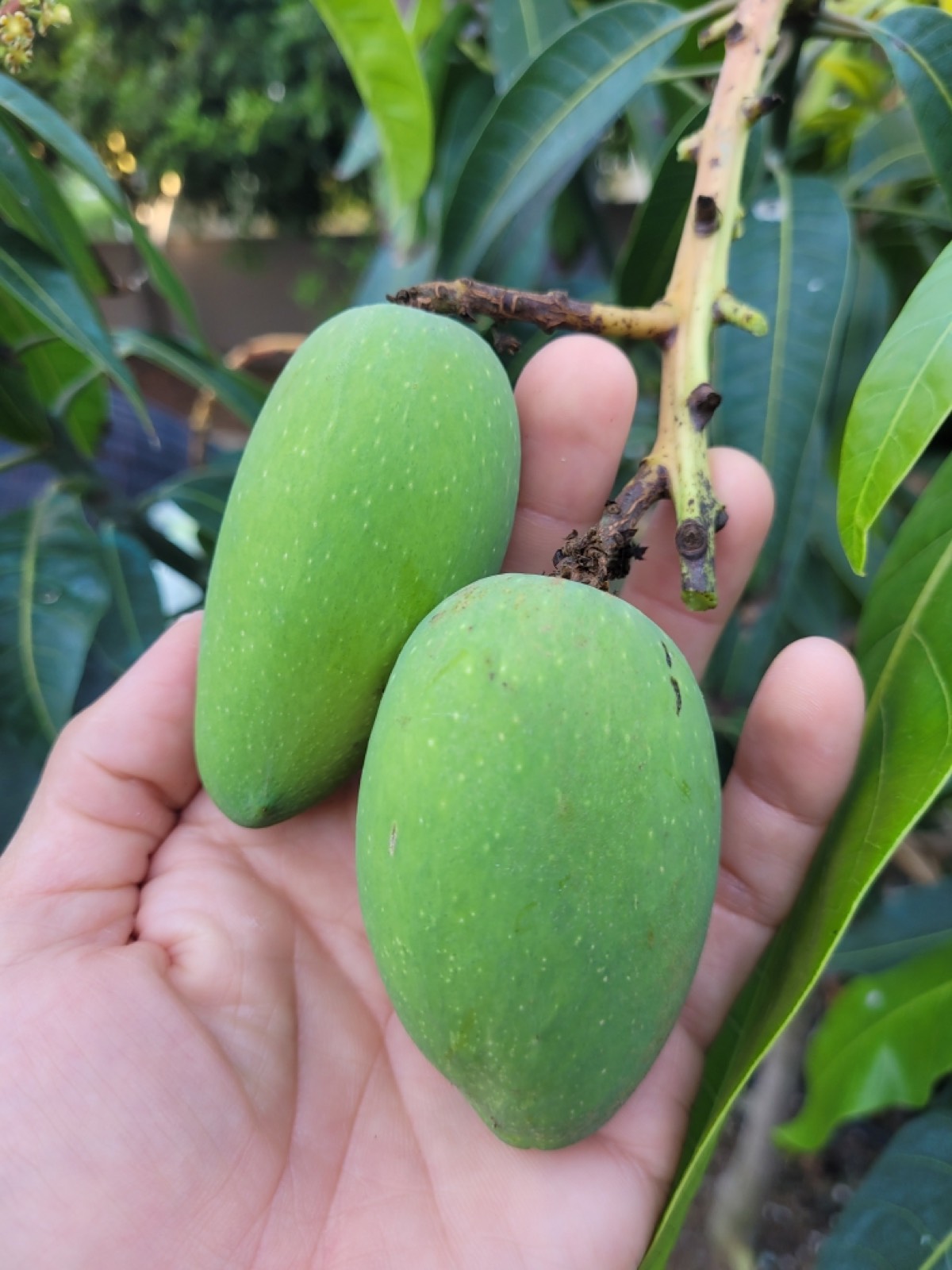 Mango