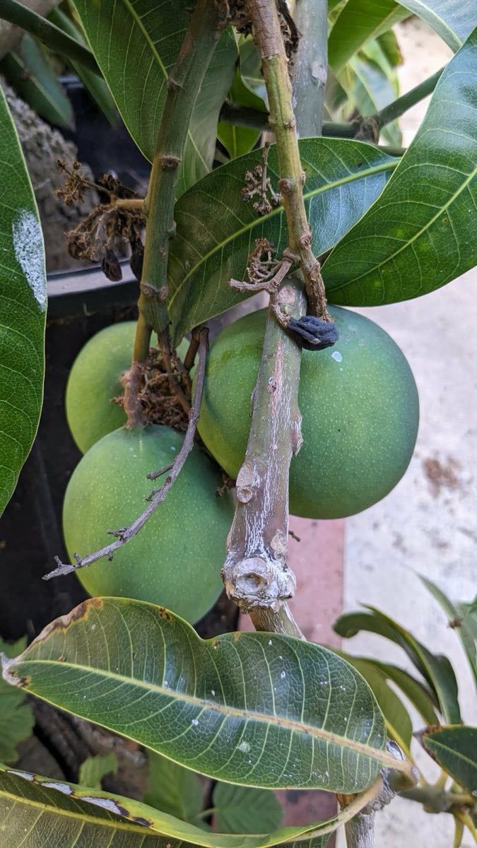 Mango
