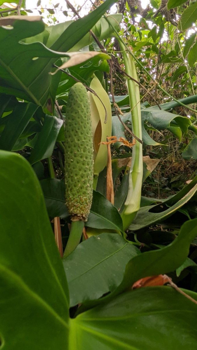 Monstera Fruit, Murray Tour