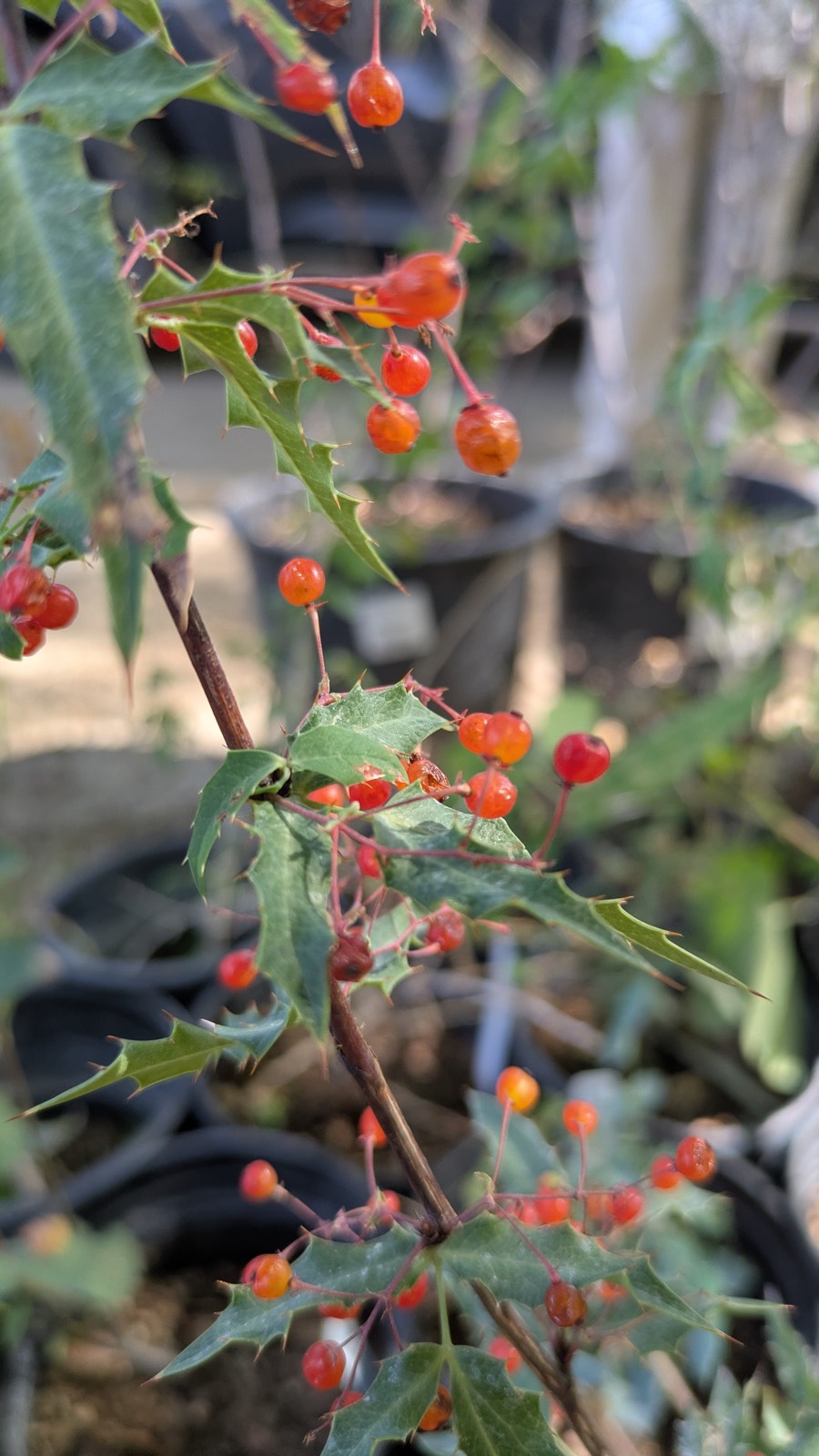 Nevin's Barberry, Murray Tour