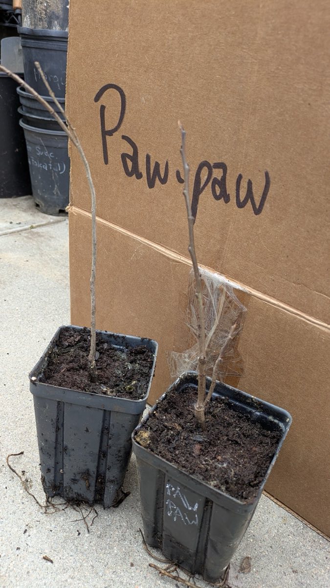 Pawpaw