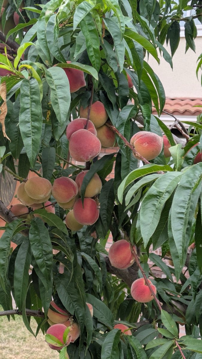 Peaches