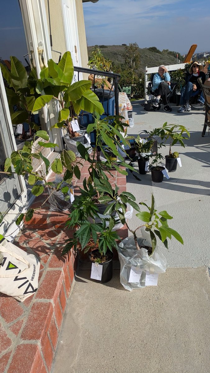 Plant Auction
